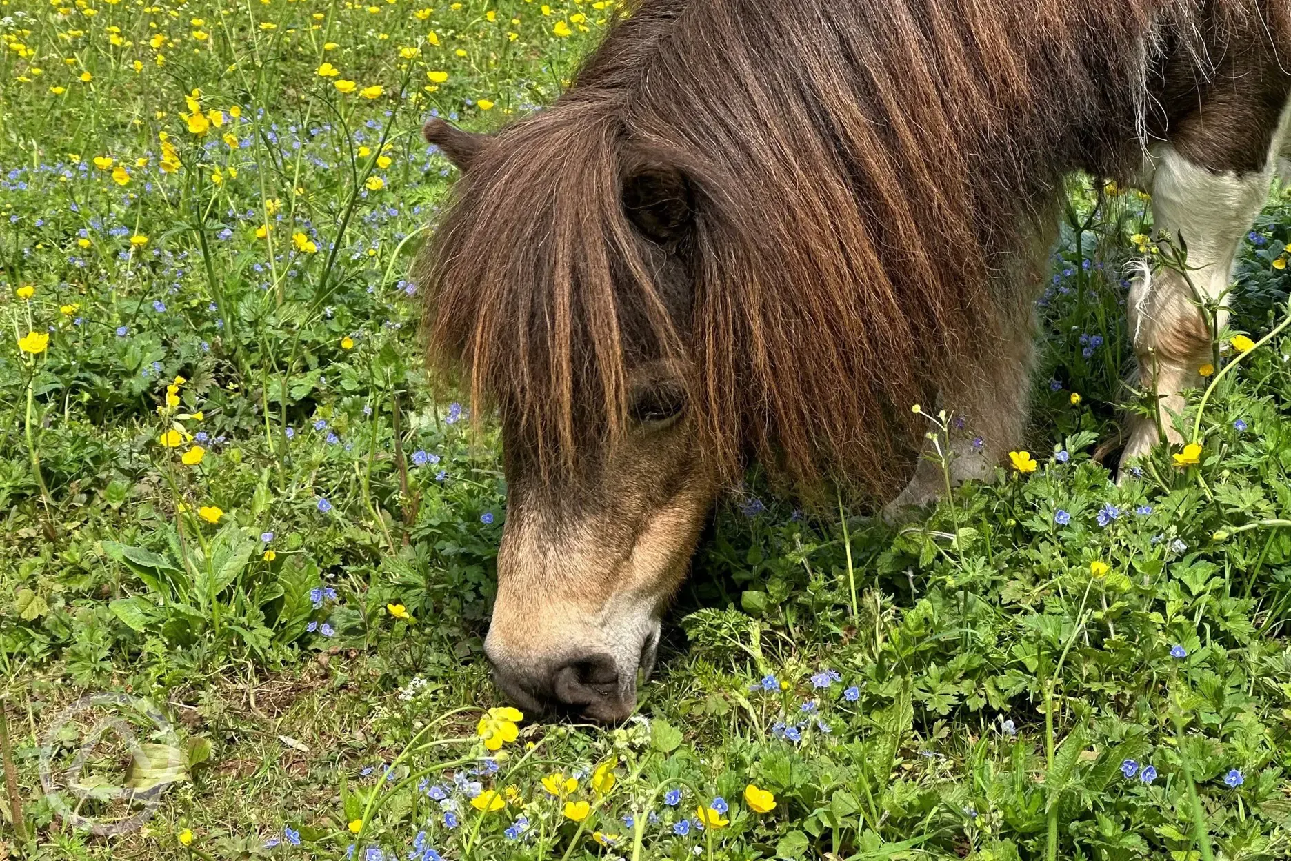 Rescued Shetland pony