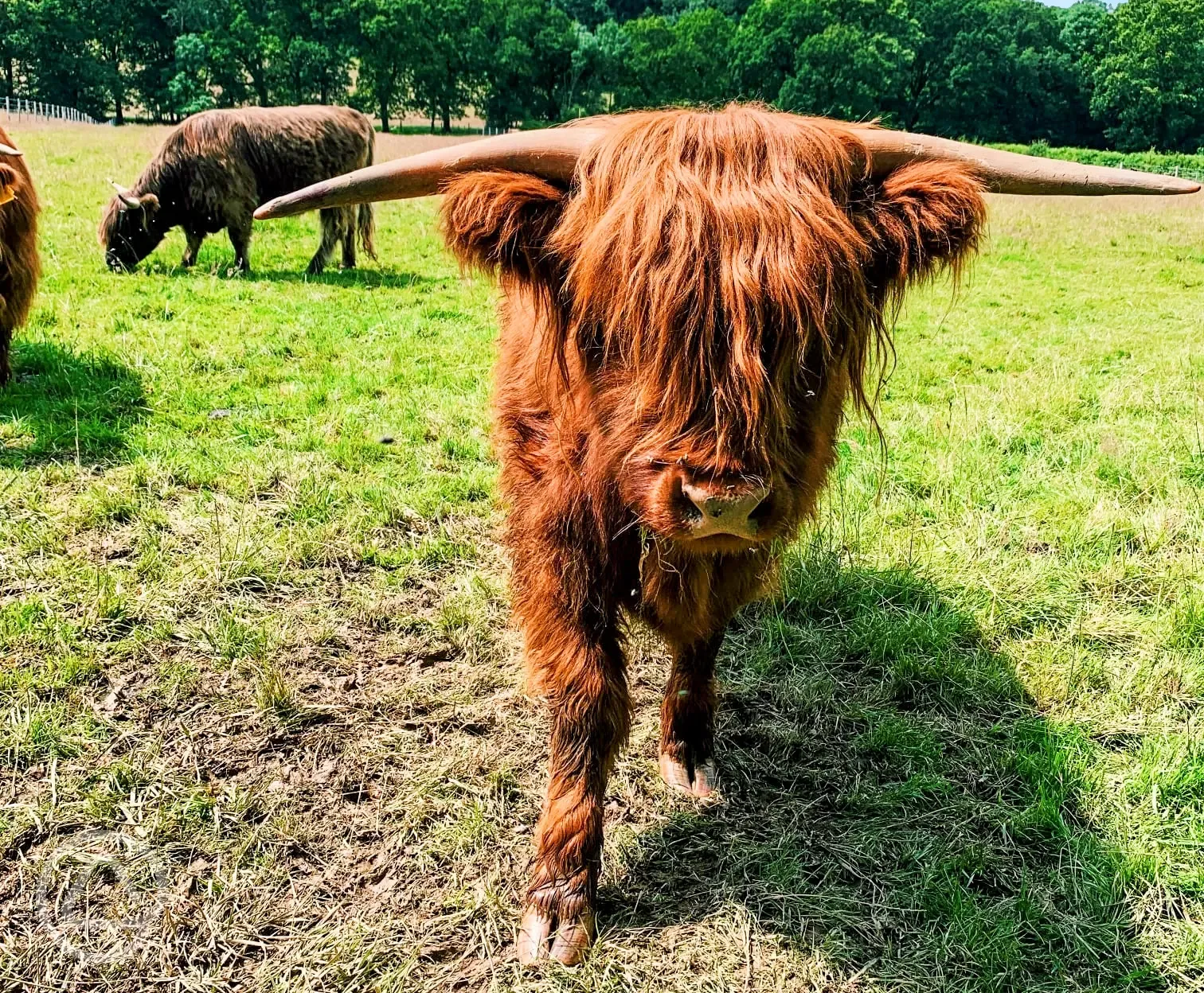 Highland cows