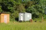 Stitchwort shepherd's hut