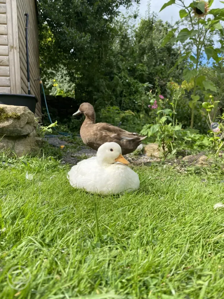 Ducks around the site