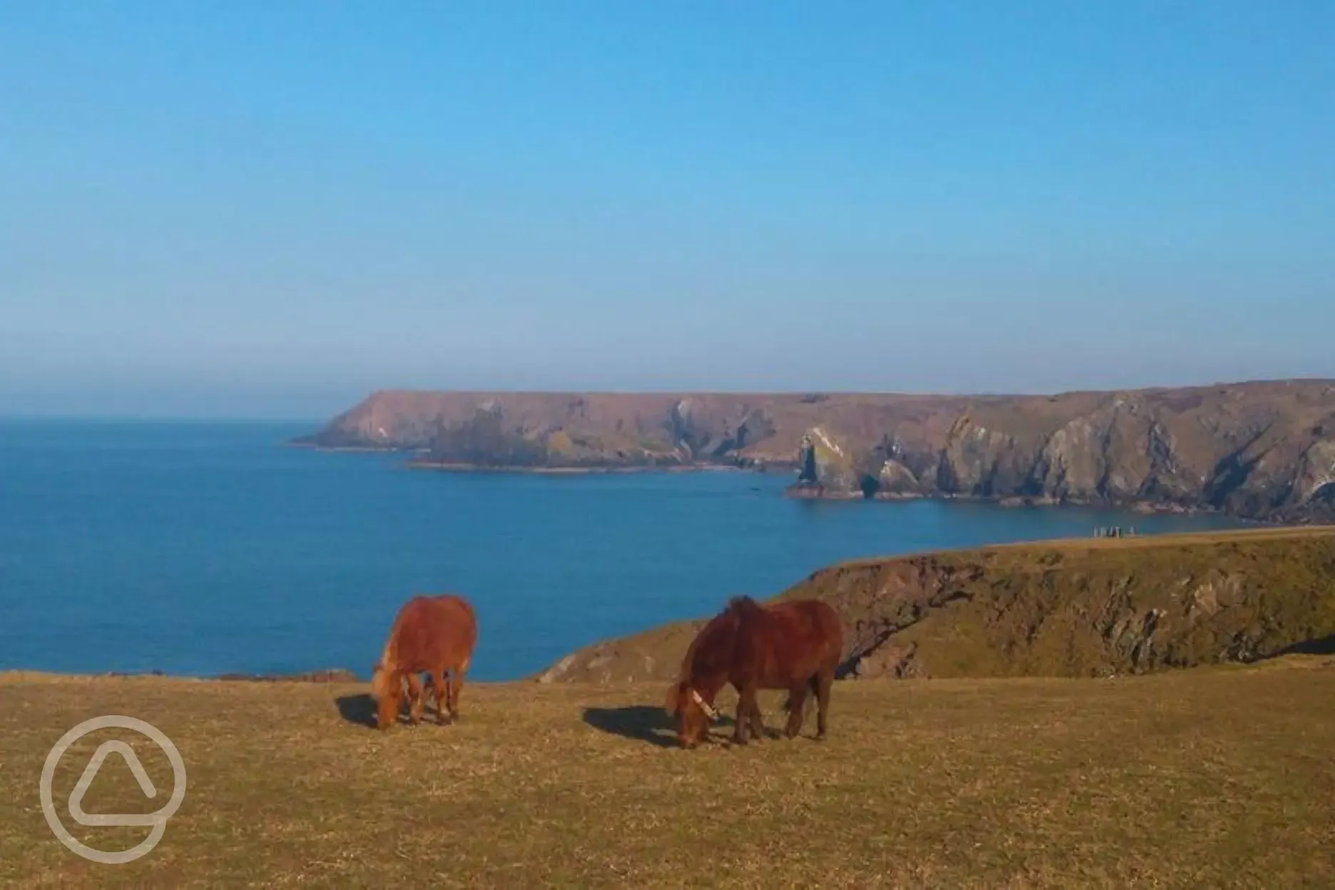 Wild ponies on the cliff