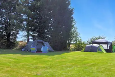 Electric grass tent pitches backed by trees