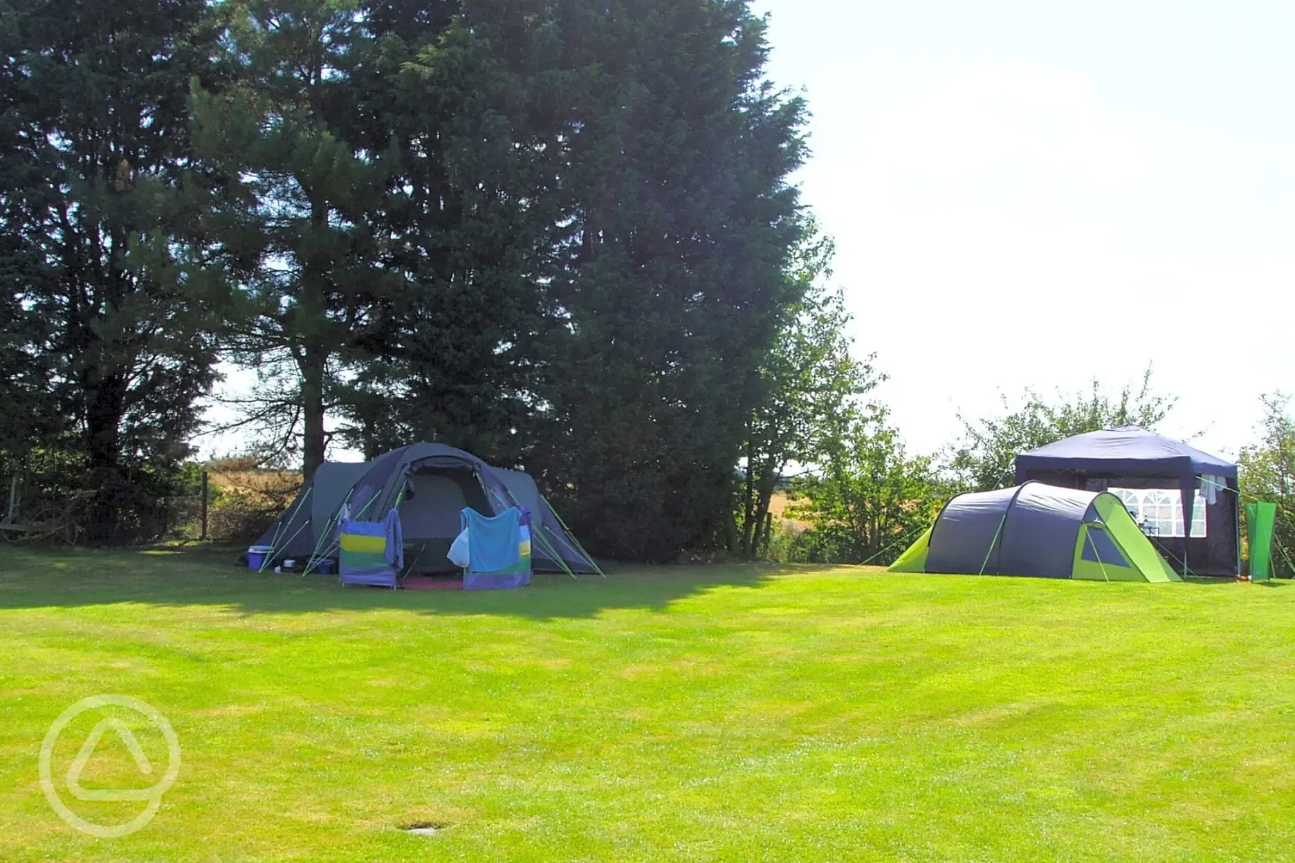 Electric grass tent pitches backed by trees