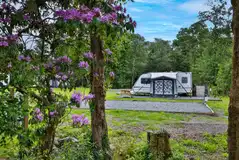 Electric hardstanding pitches in the woodland