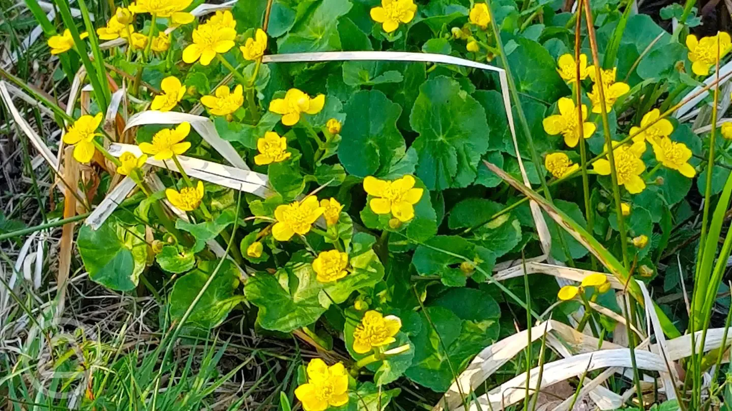 Kingcups or Marsh Marigolds by the pond