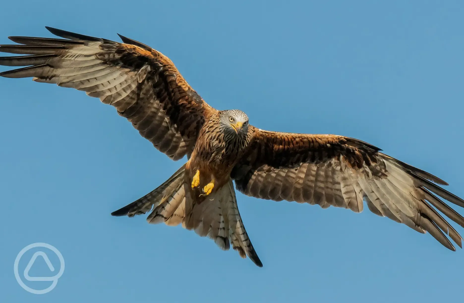 Red Kites