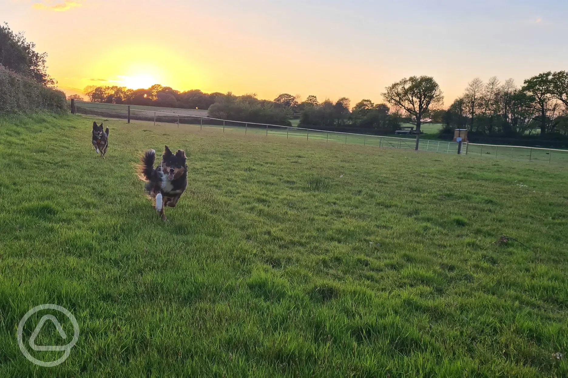 Off-lead dog exercise field