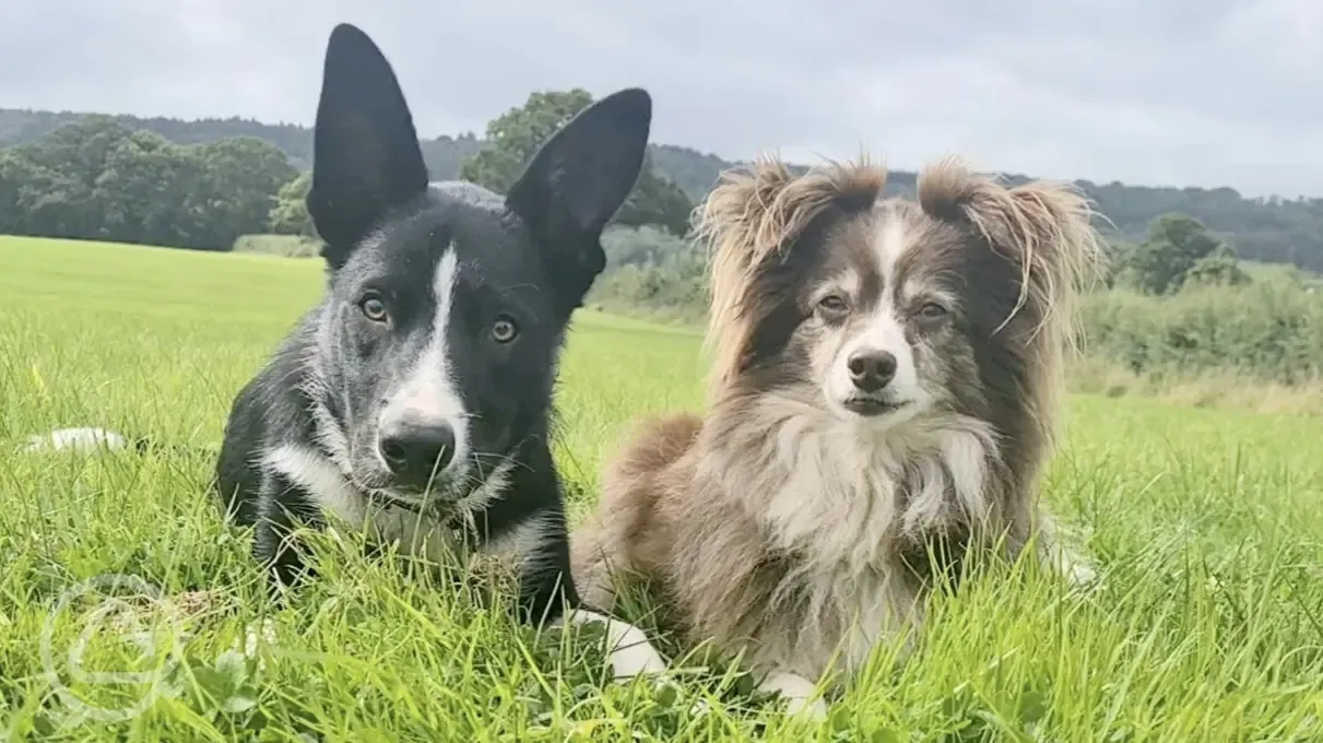 The site's dogs