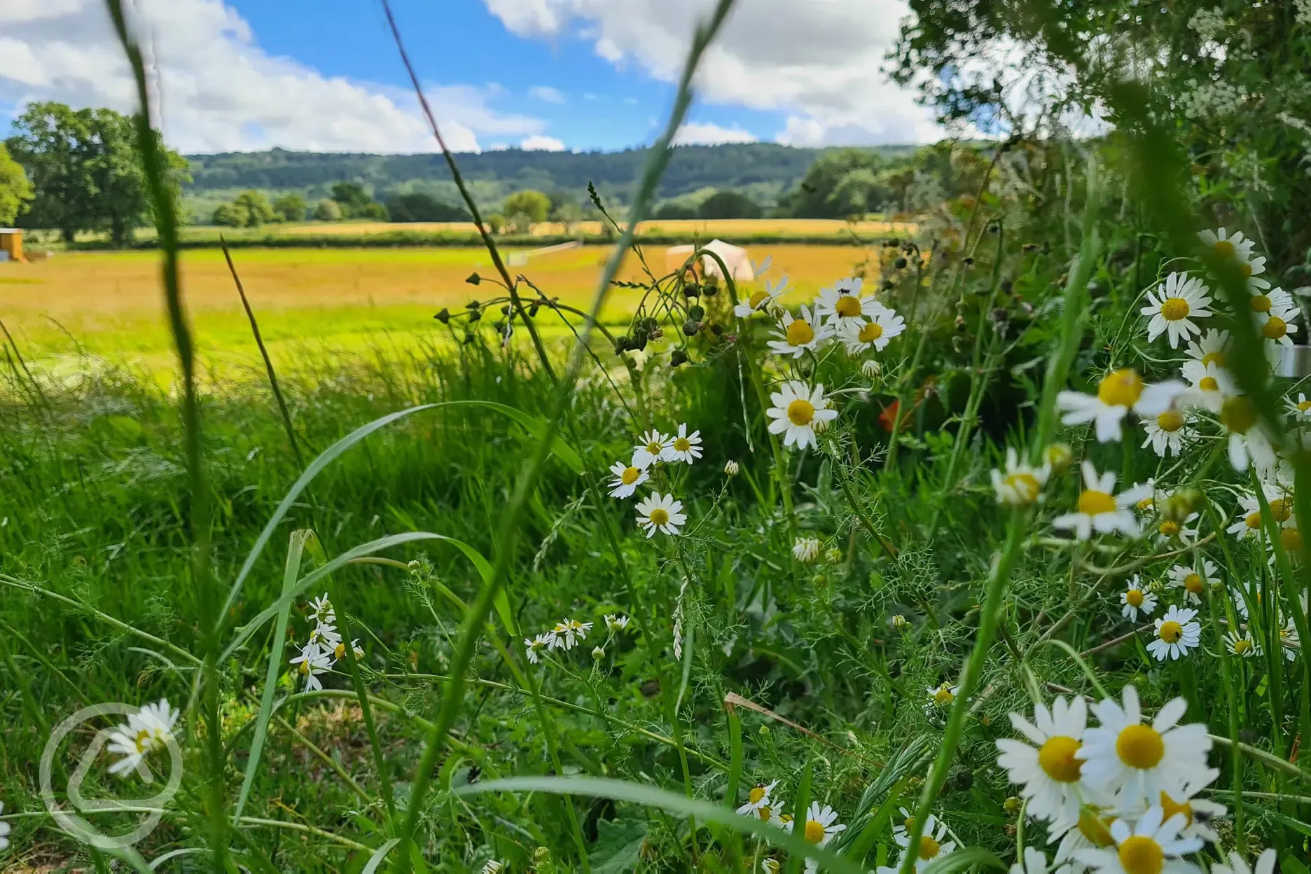 View from the site