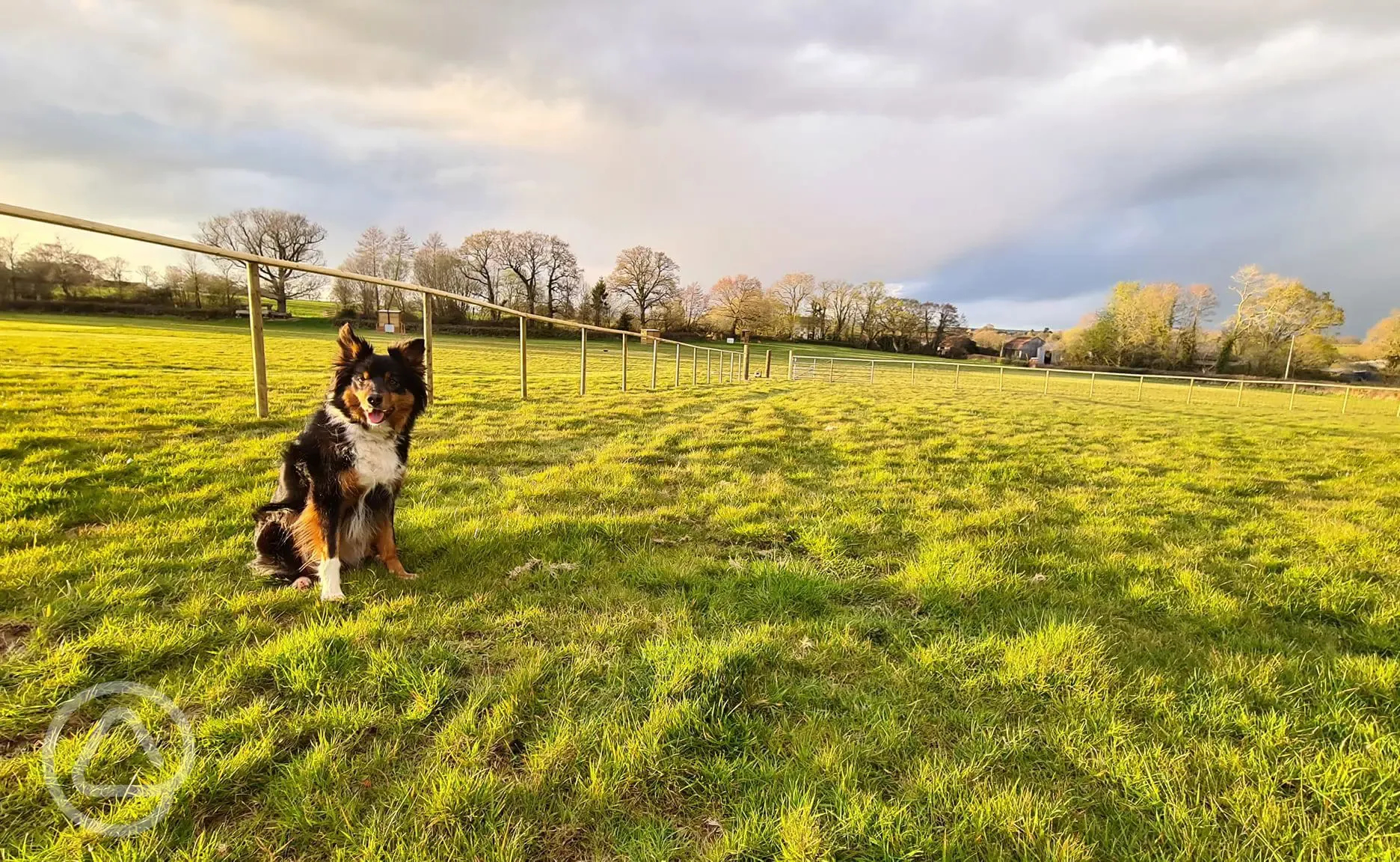 Off-lead dog exercise field