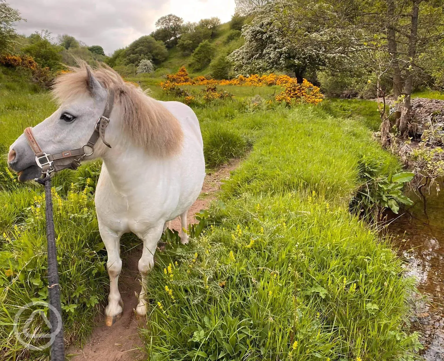 Maycroft Retreat's pony