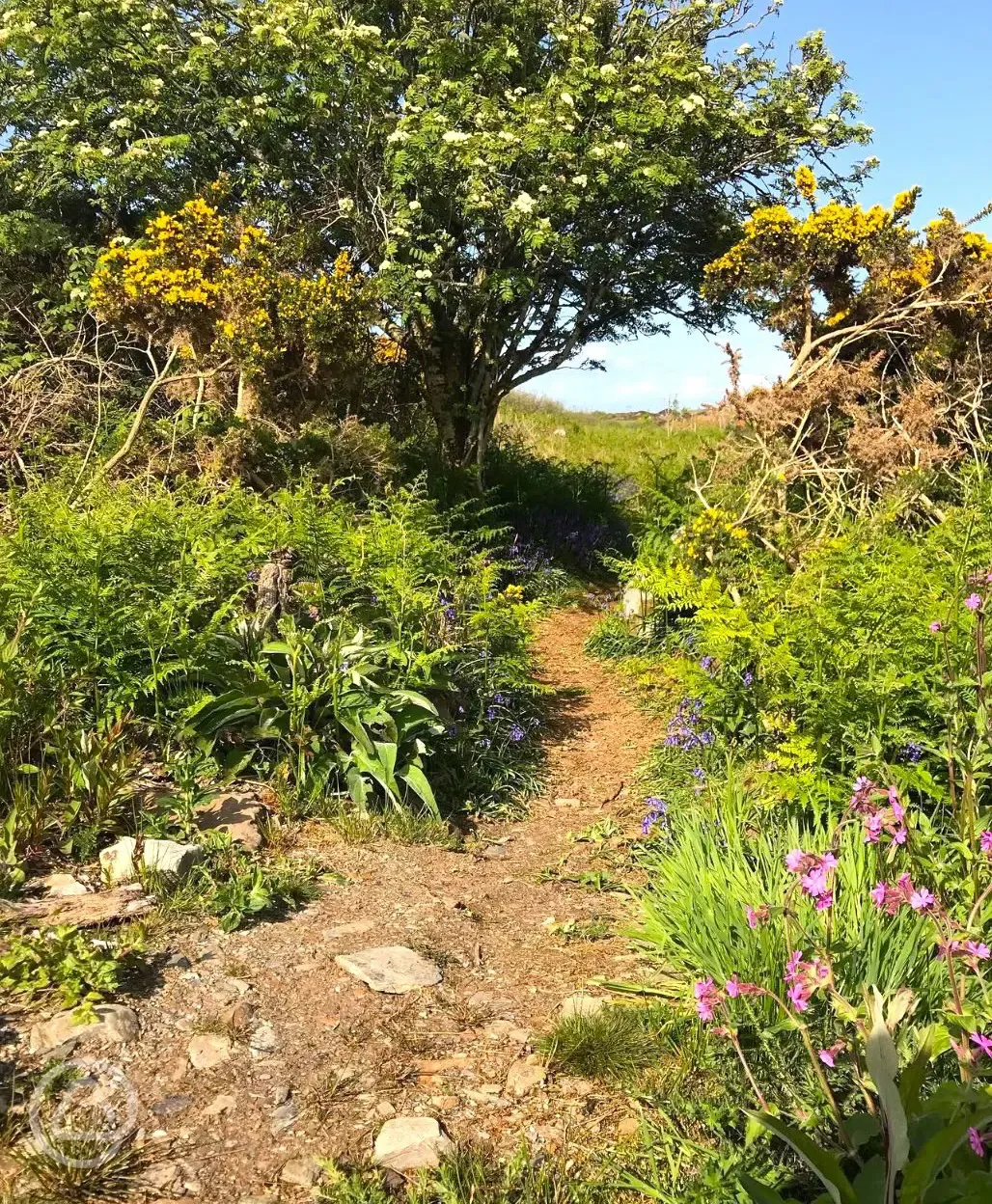 Walking trail through the site