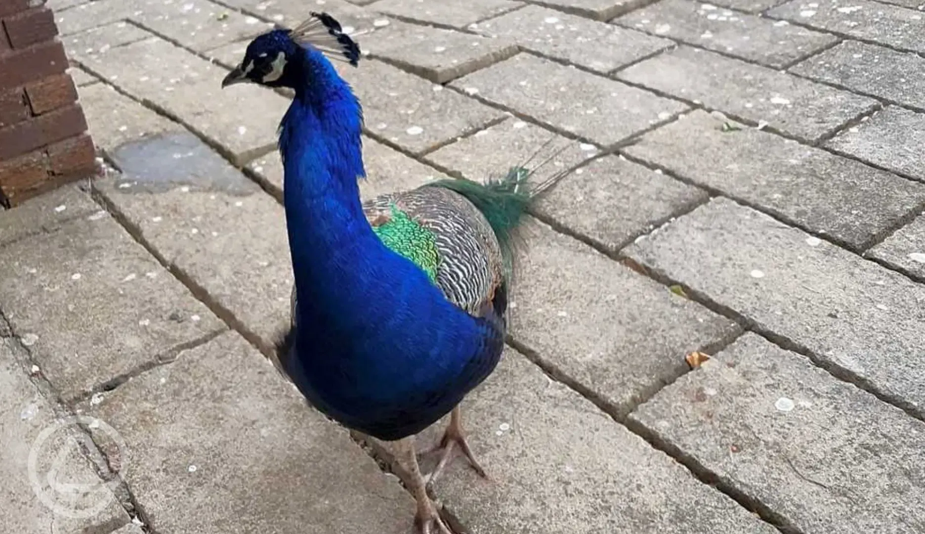 William the Indian Peacock onsite