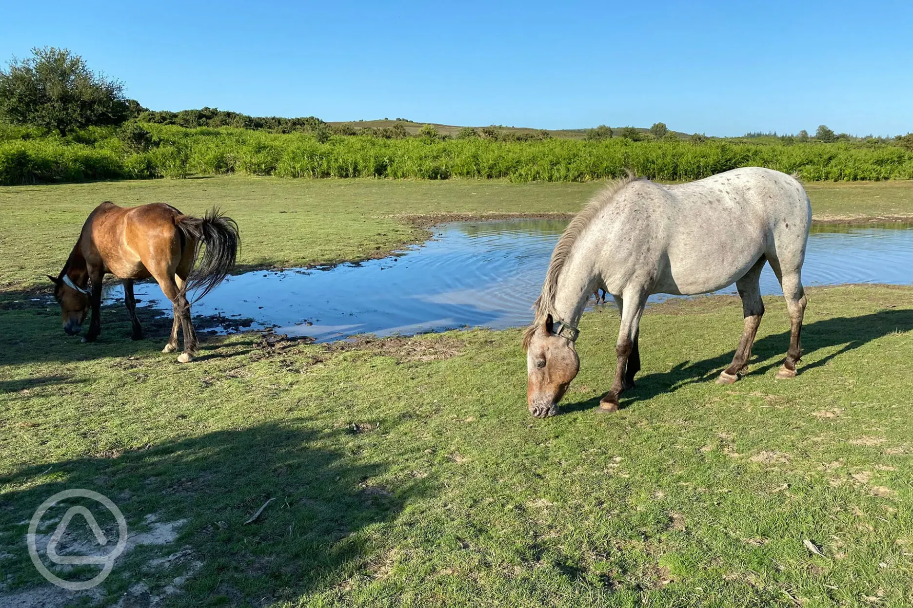 Horses