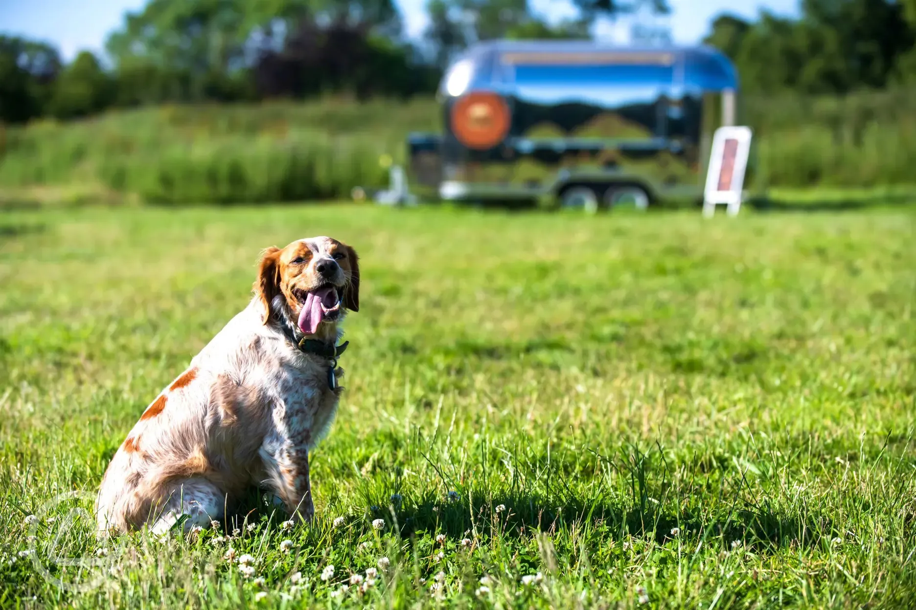 The Bonobo Glamping Pods and Chimpanzee Glamping Pods are dog friendly