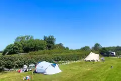 Non electric grass pitches within the Alpacas Paddock