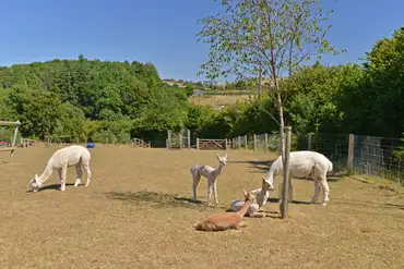 Onsite alpacas at Gatcombe Park Farm