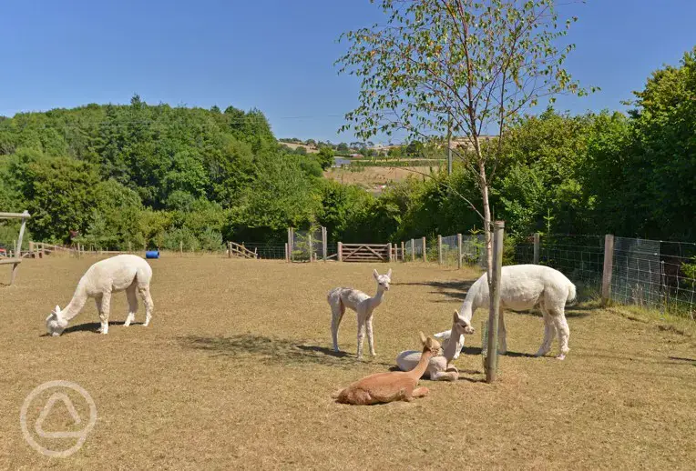 Onsite alpacas at Gatcombe Park Farm