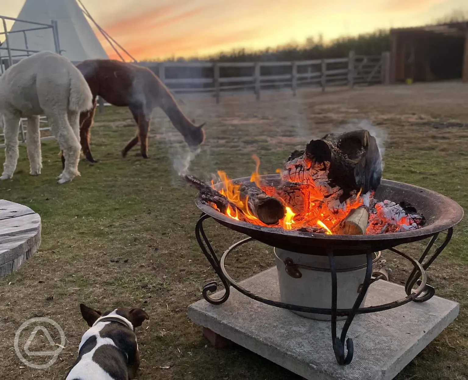 Tipi tent - fire pit and alpacas 