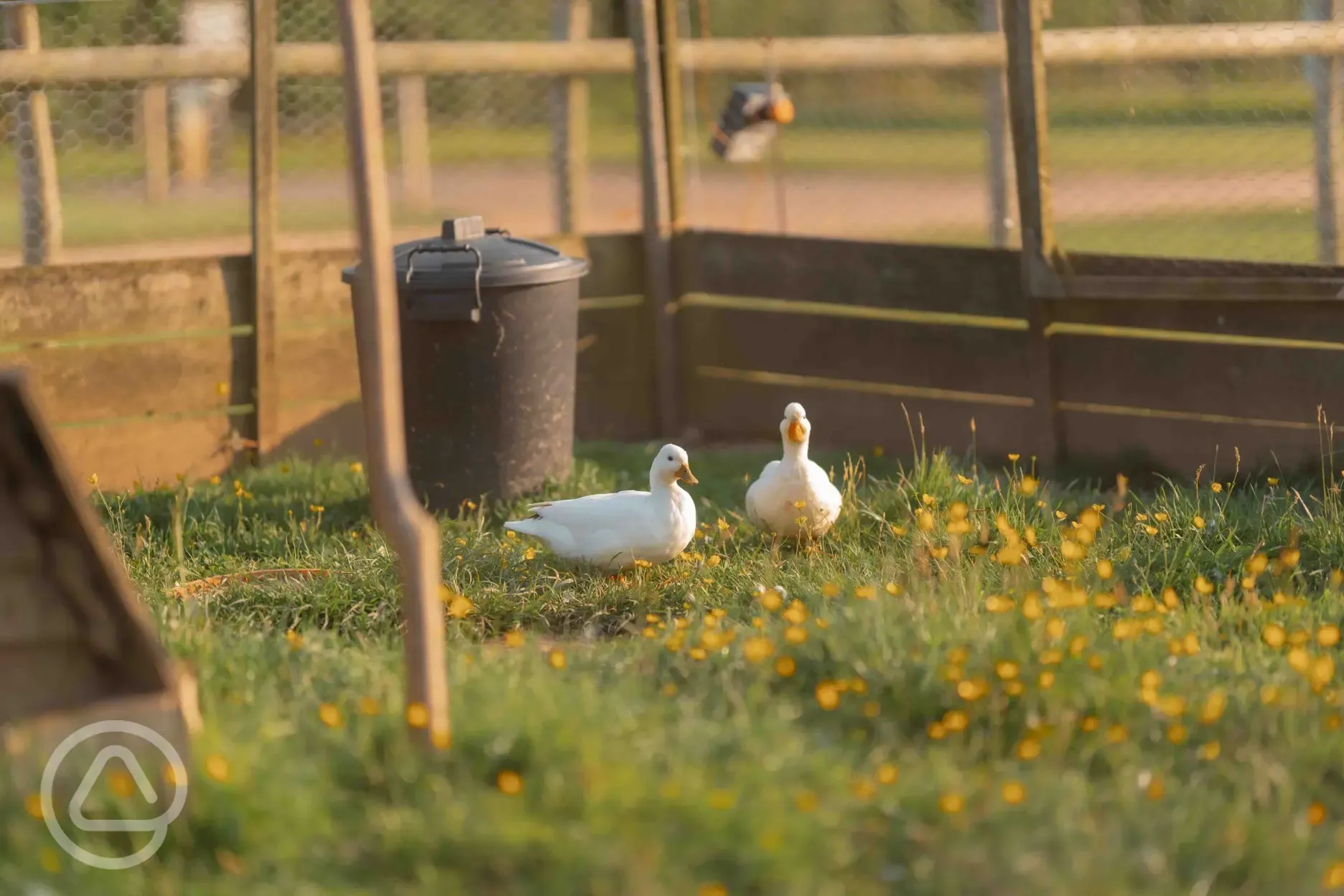 Onsite ducks