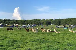 Camping at Tomkins Farm, North Chailey, East Sussex