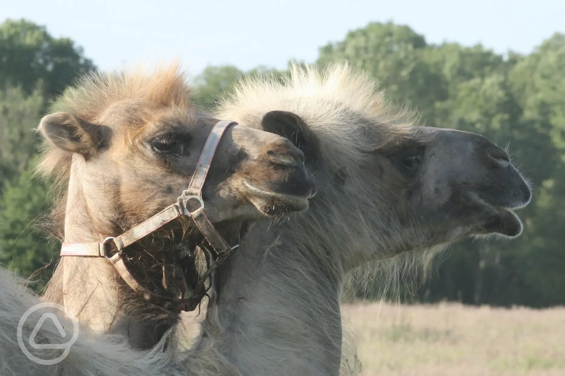Batu and Jeffrey the camels