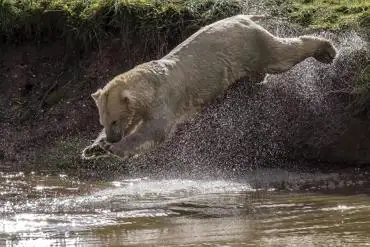 Polar bears at Yorkshire Wildlife Park