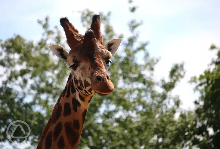 Giraffe at Yorkshire Wildlife Park