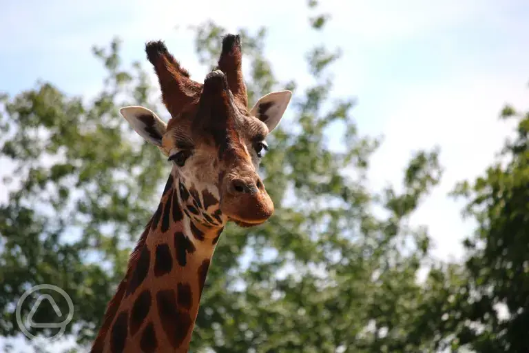 Giraffe at Yorkshire Wildlife Park