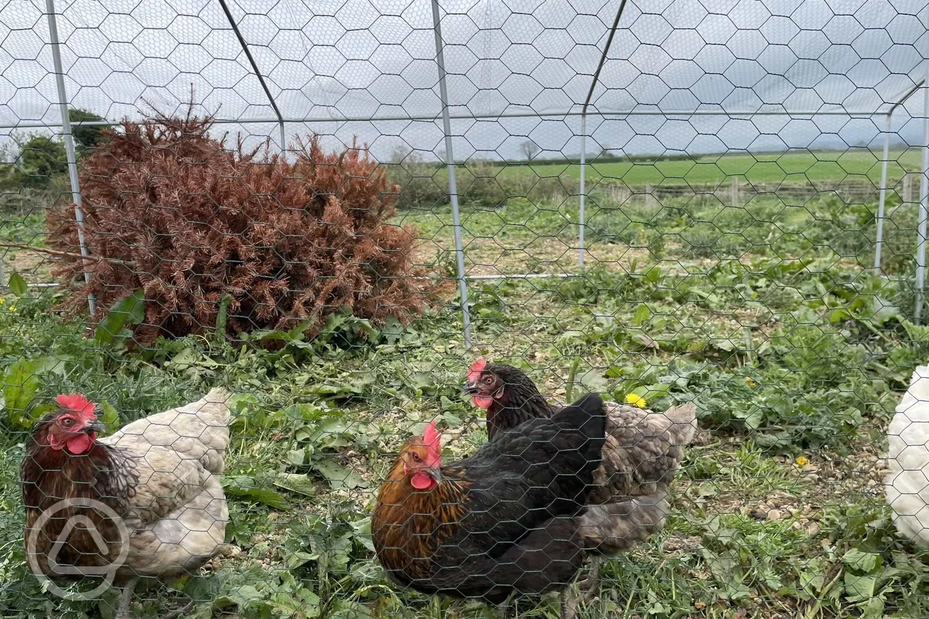 Resident chickens