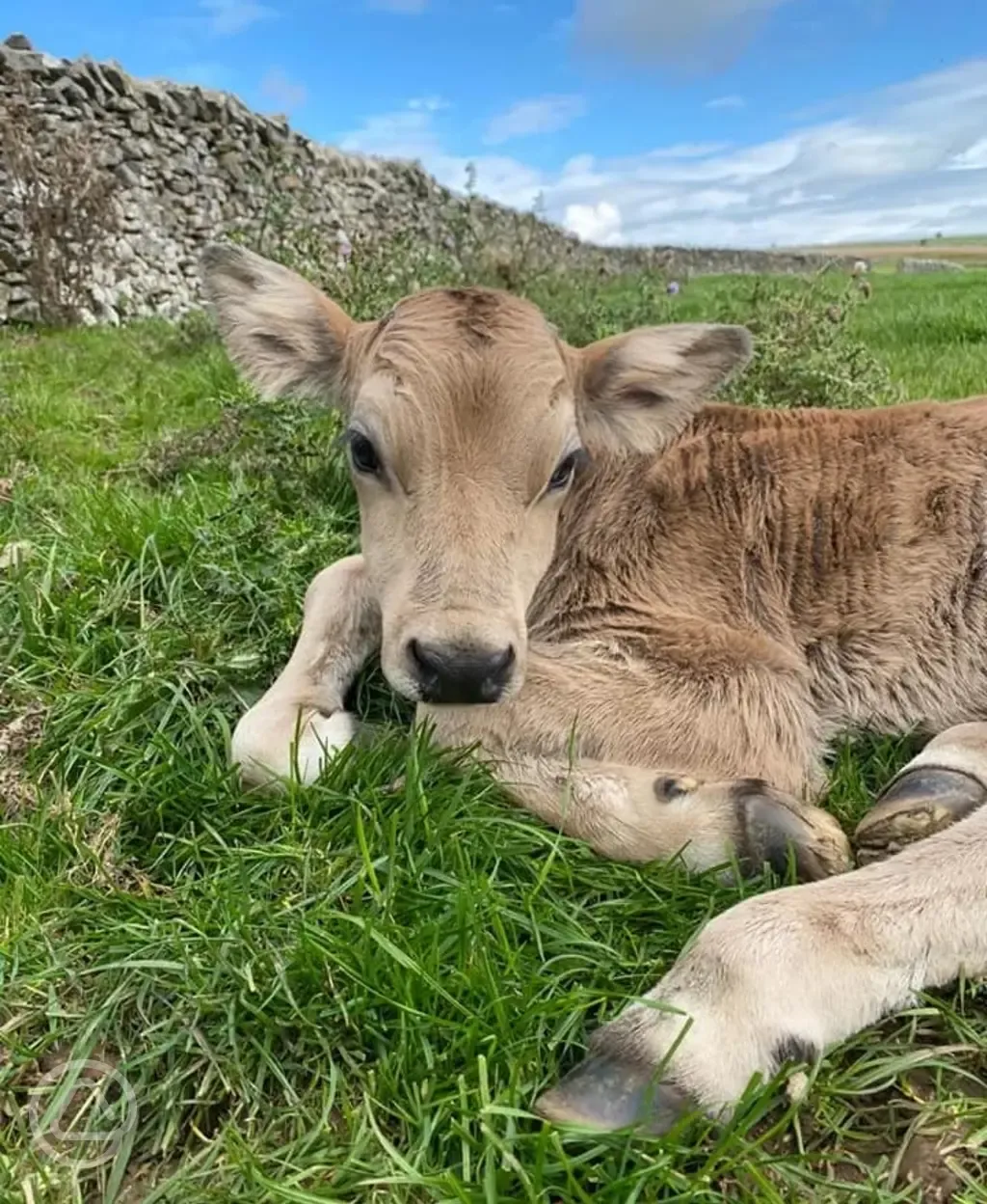 Resident cow