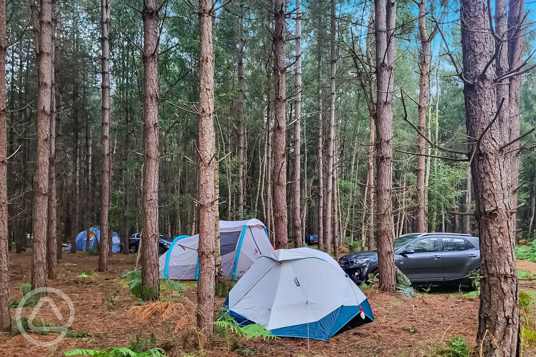 Woodland tent pitch