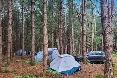 Holistic Woods Campsite 