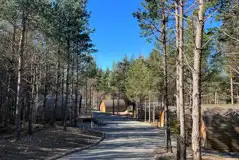 Wigwams set in the woodland