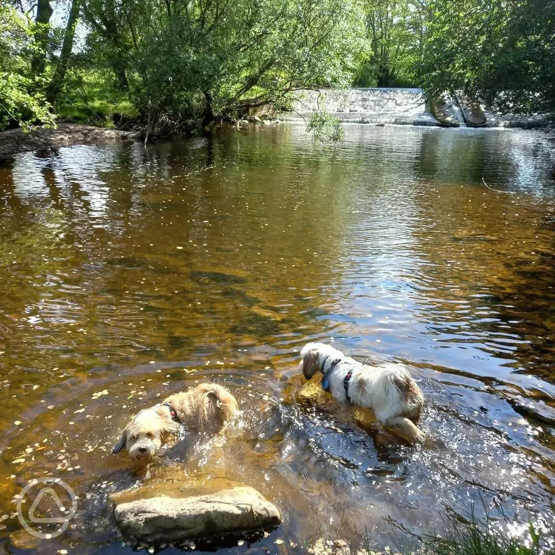 Dogs paddling in the River Rule