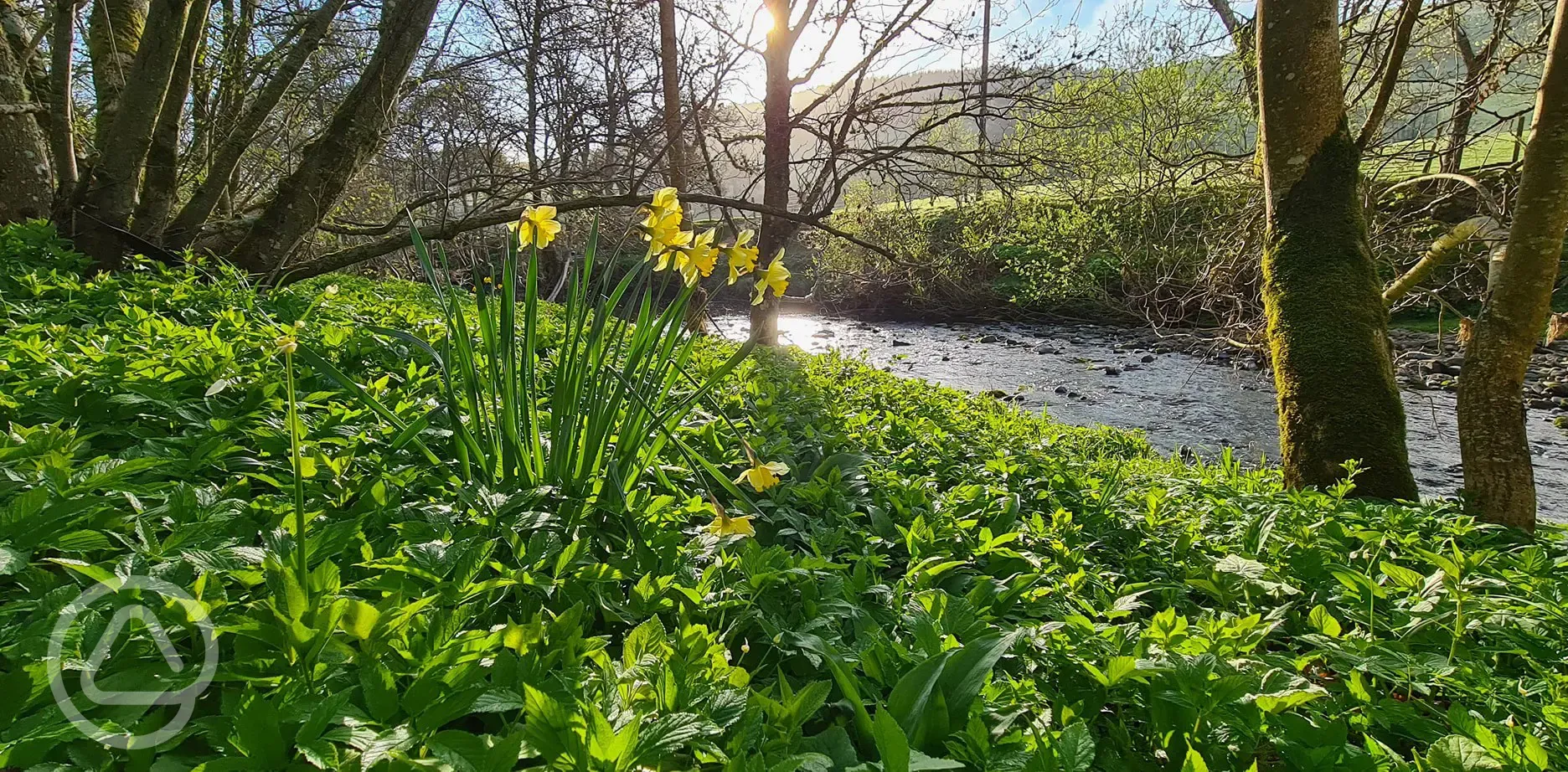 Daffodils by river