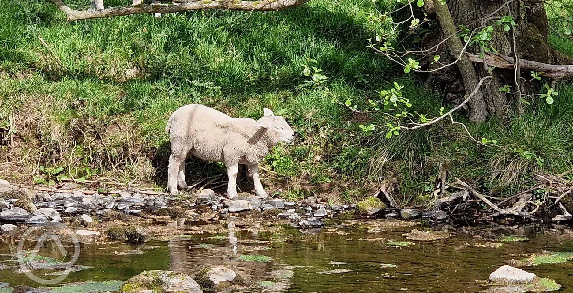 Lambs by the river