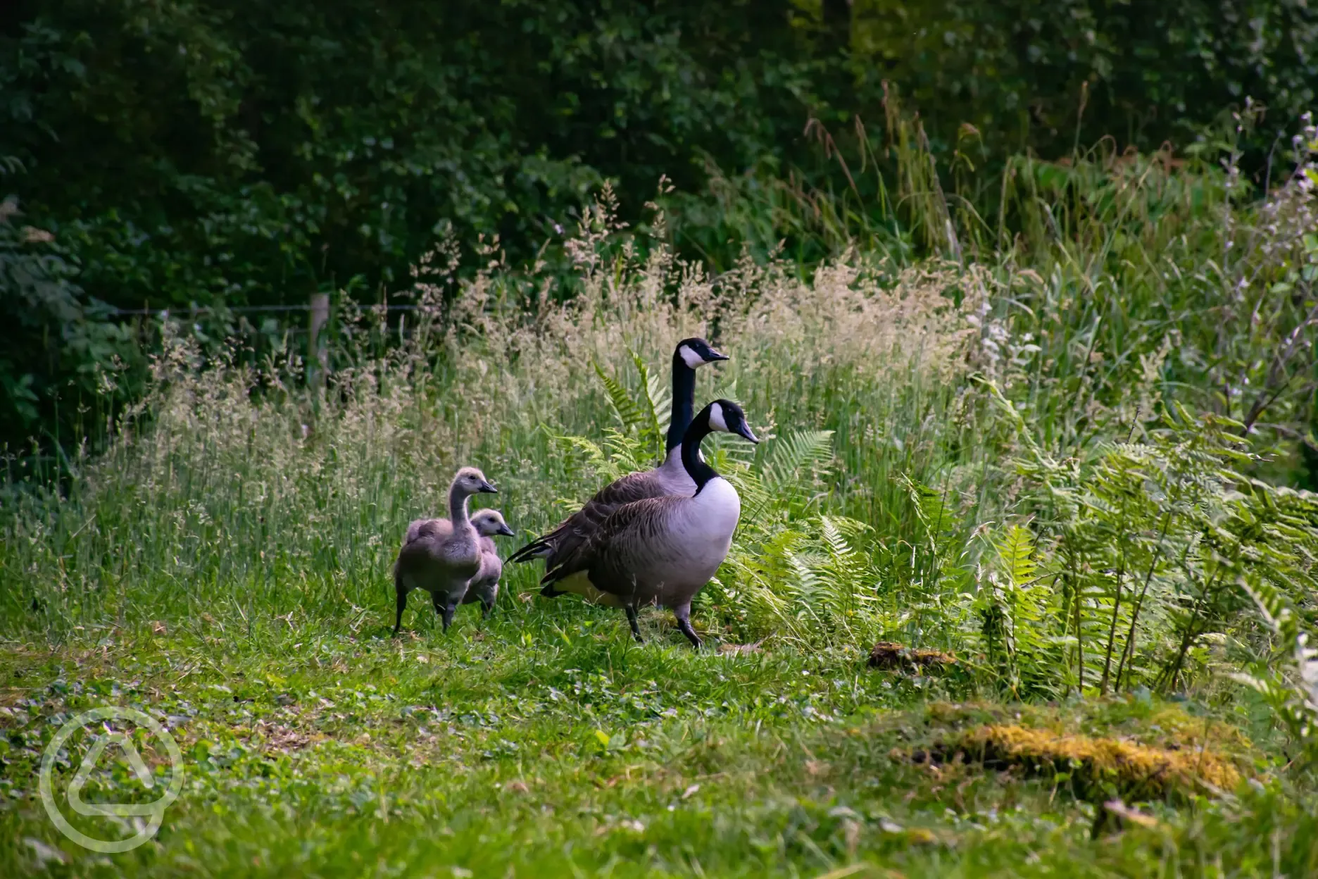 Family of gees with young goslings hatched in May 2023