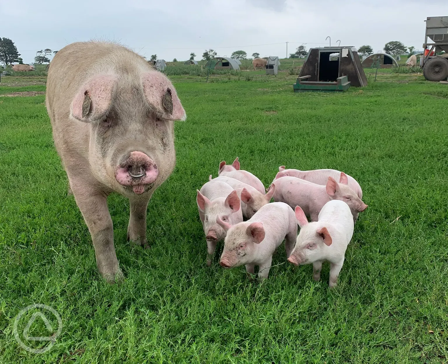 Pigs on the farm 