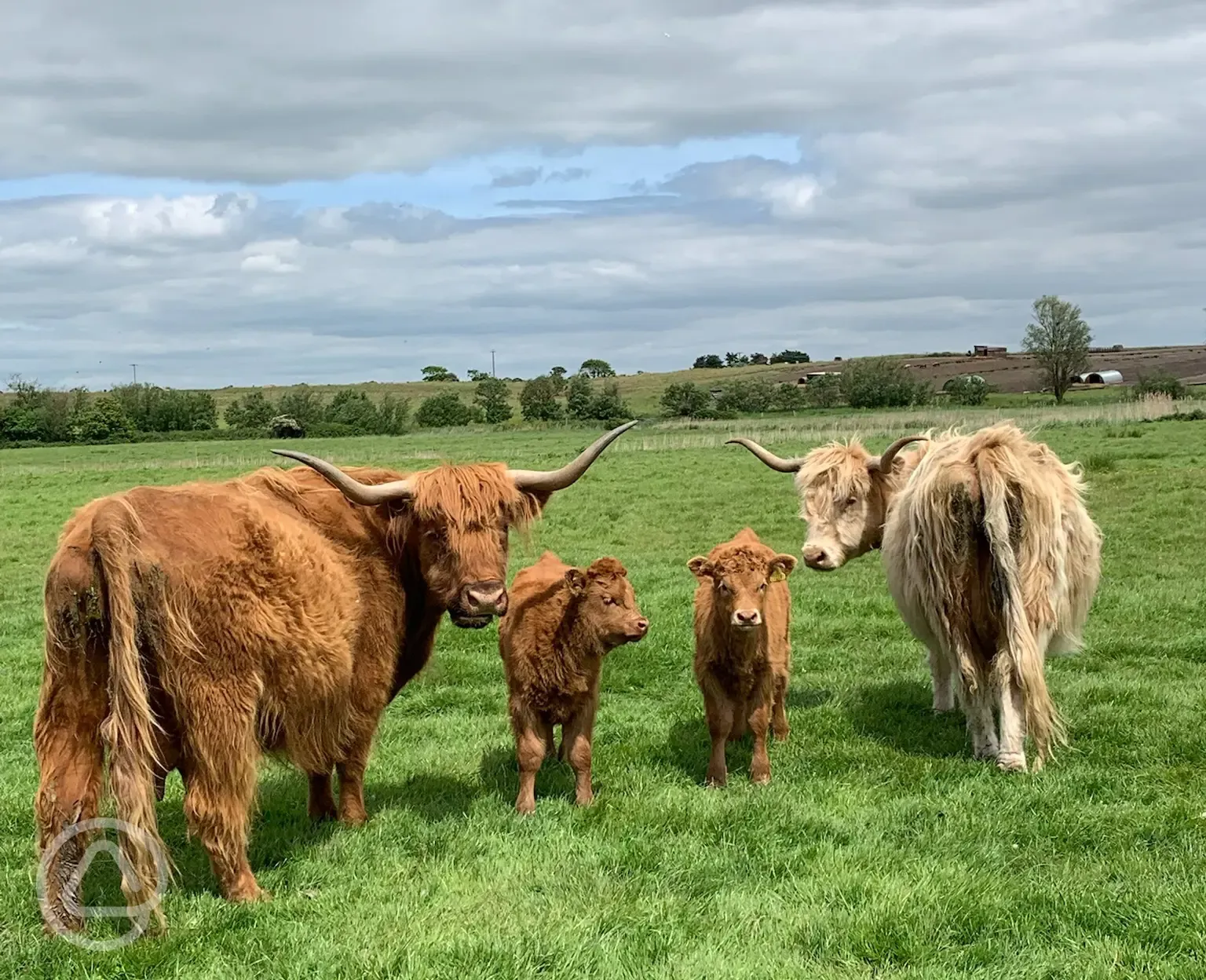 Highland cows on the farm