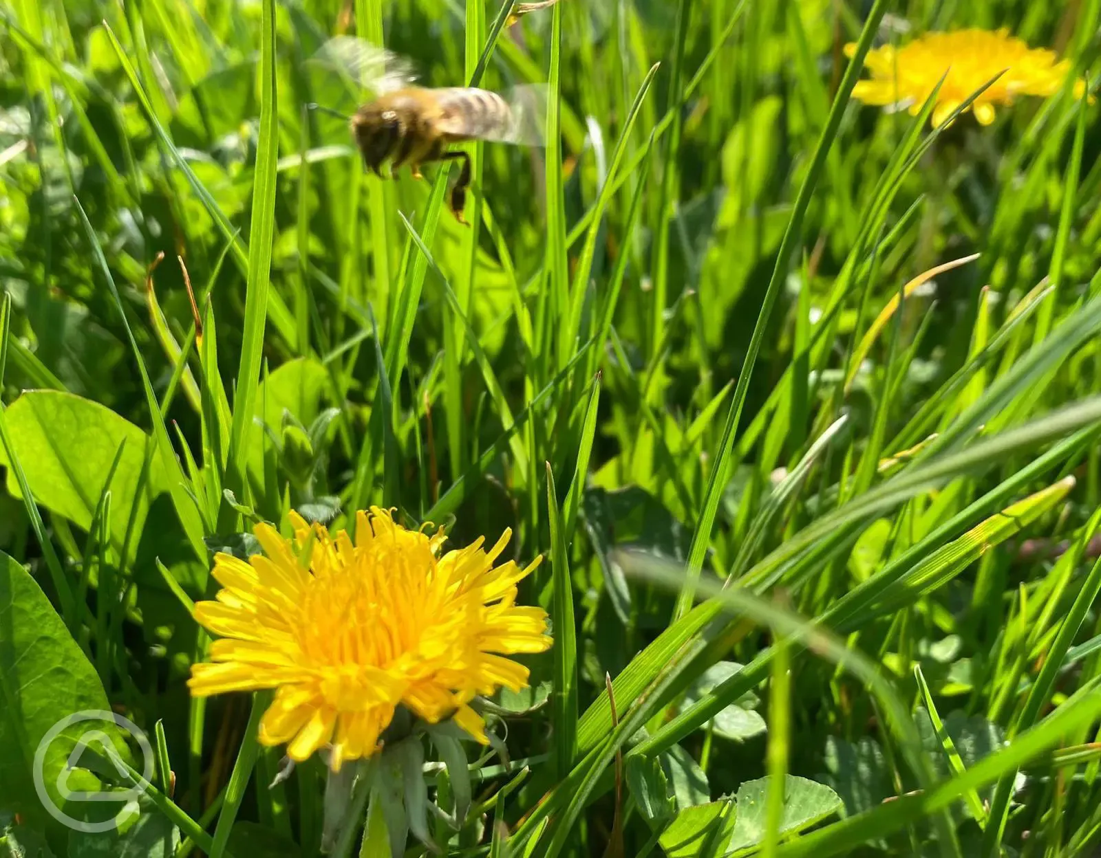 Pollinators at Nantcellan