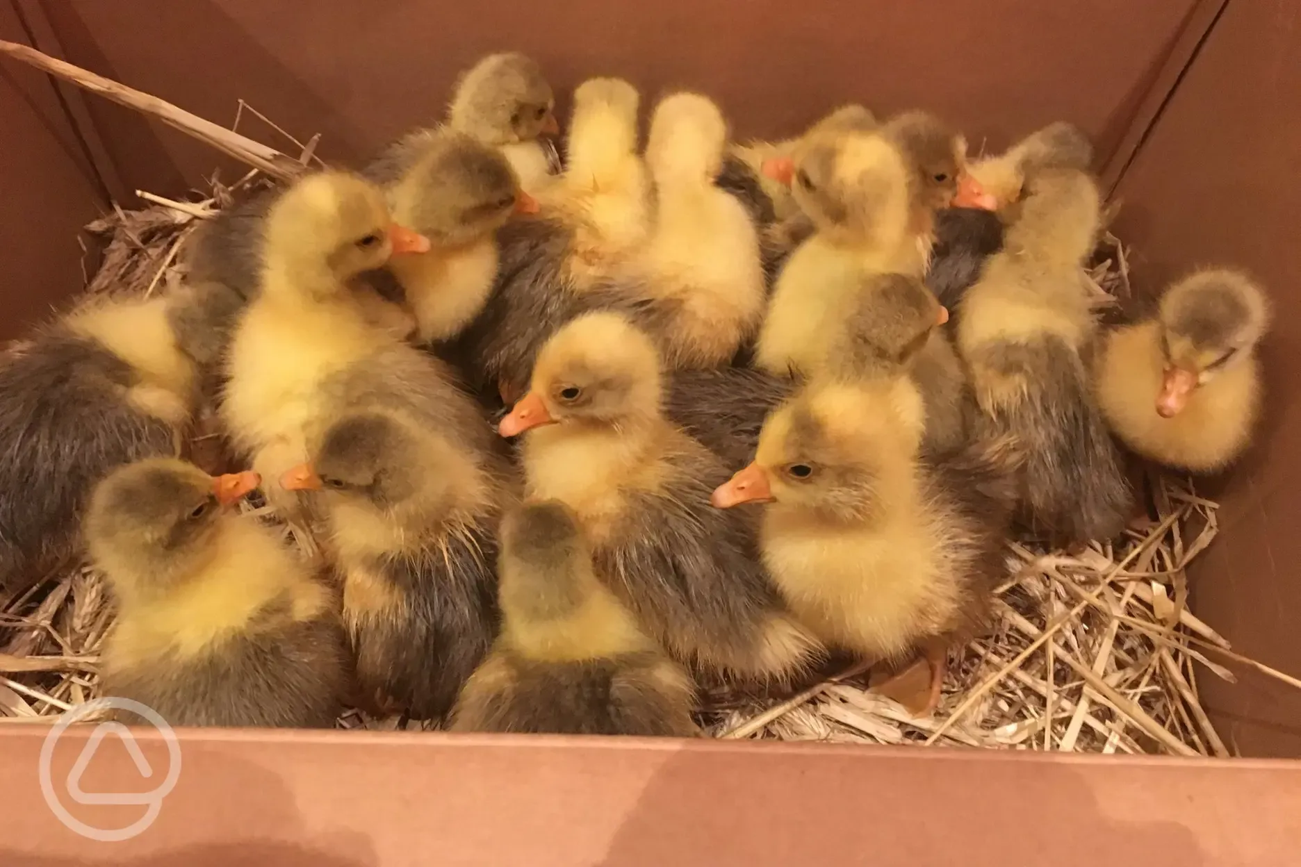 Another hatch of goslings