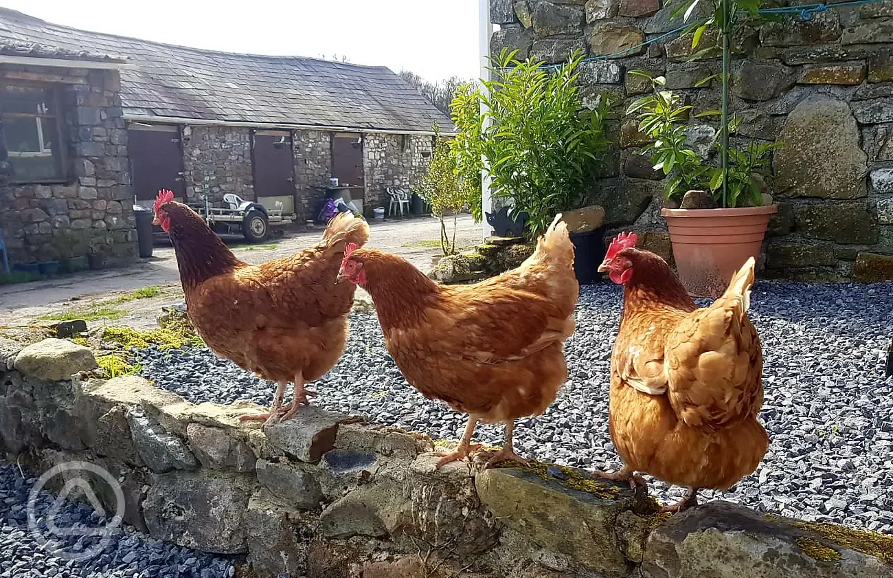 Free range eggs are available for breakfast every day