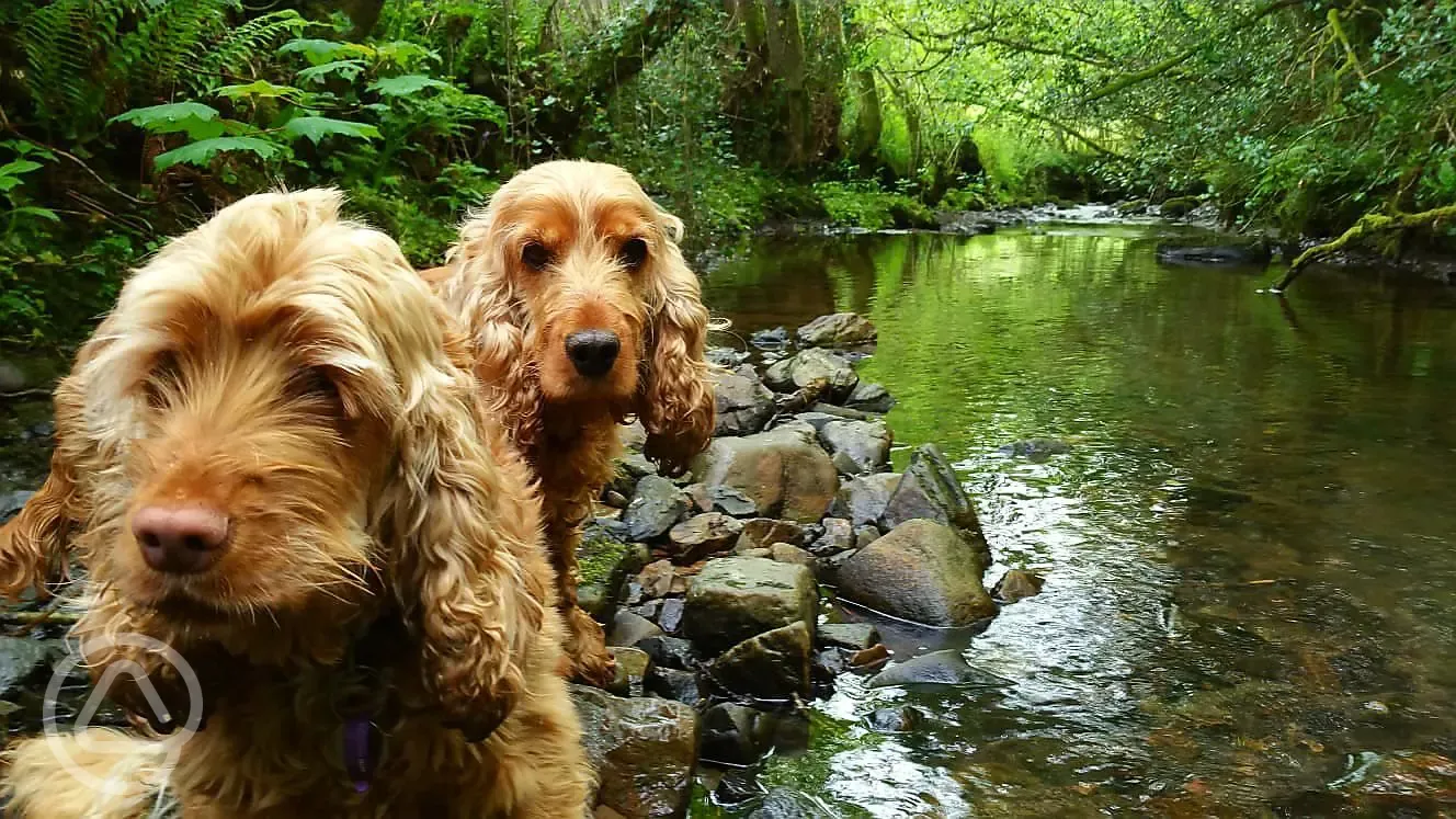 Resident Spaniels Isy and Millie