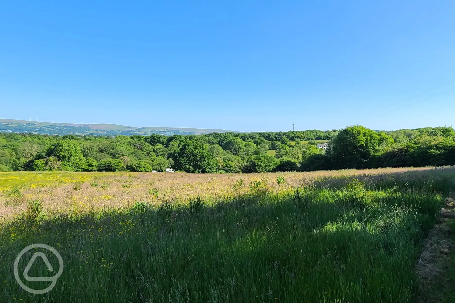 The meadow