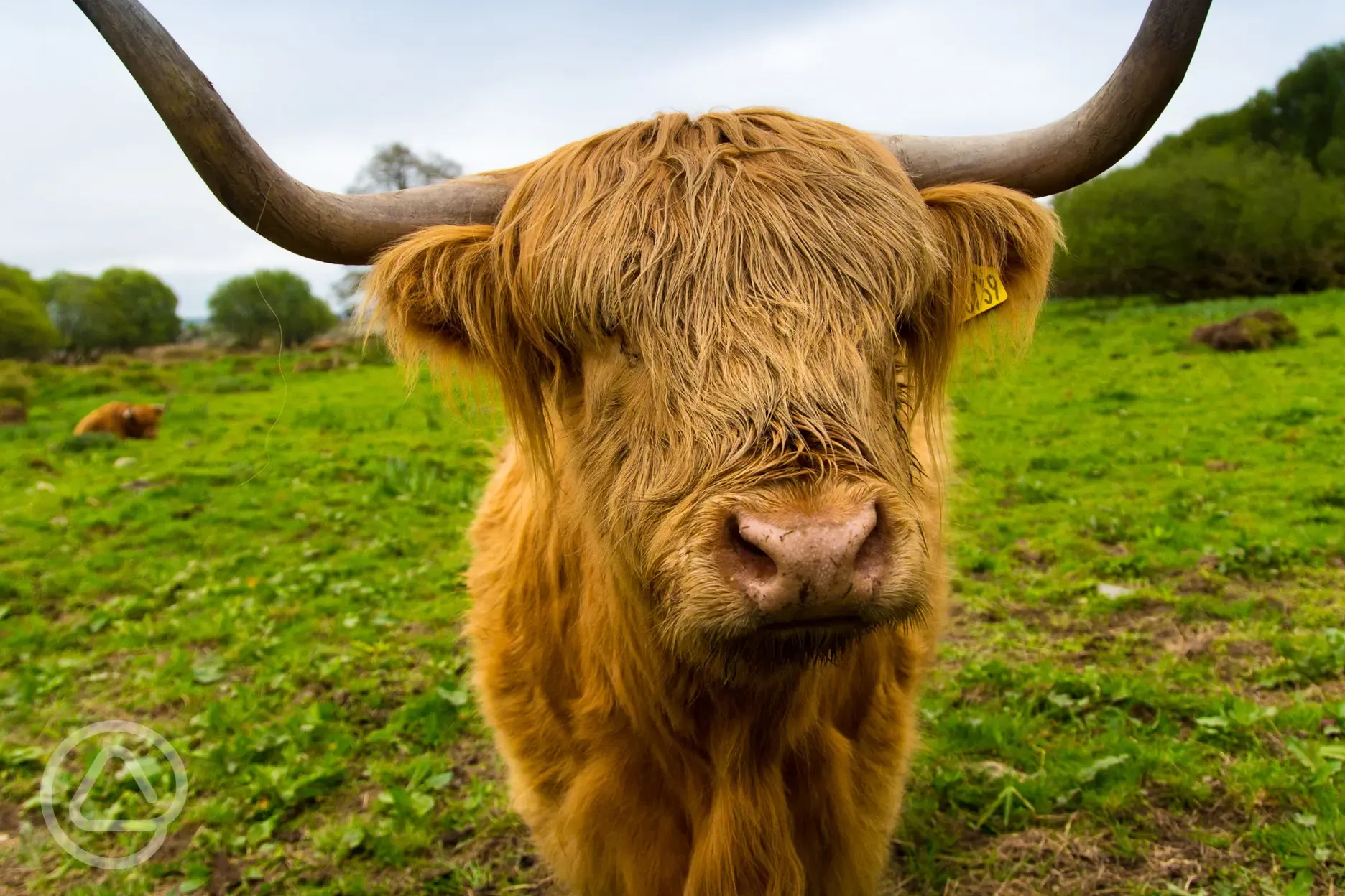 Nature Reserve conservation grazed by Highland Cows