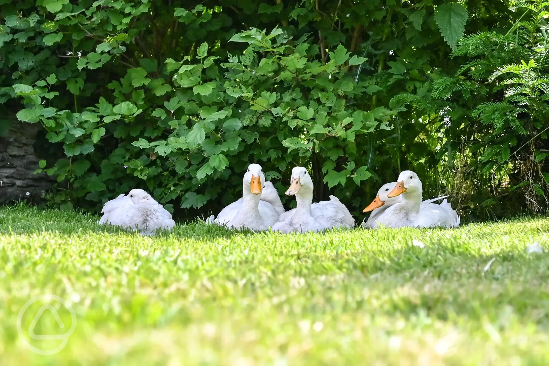 Free roaming ducks, chickens and peacocks will visit