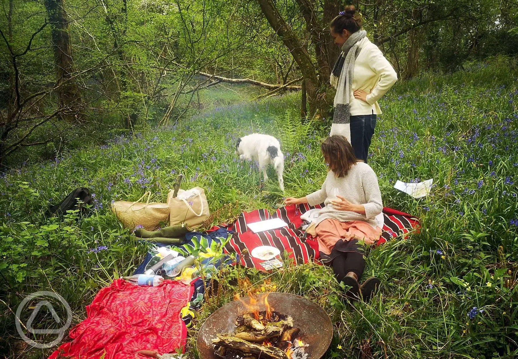 Have a picnic in the woods