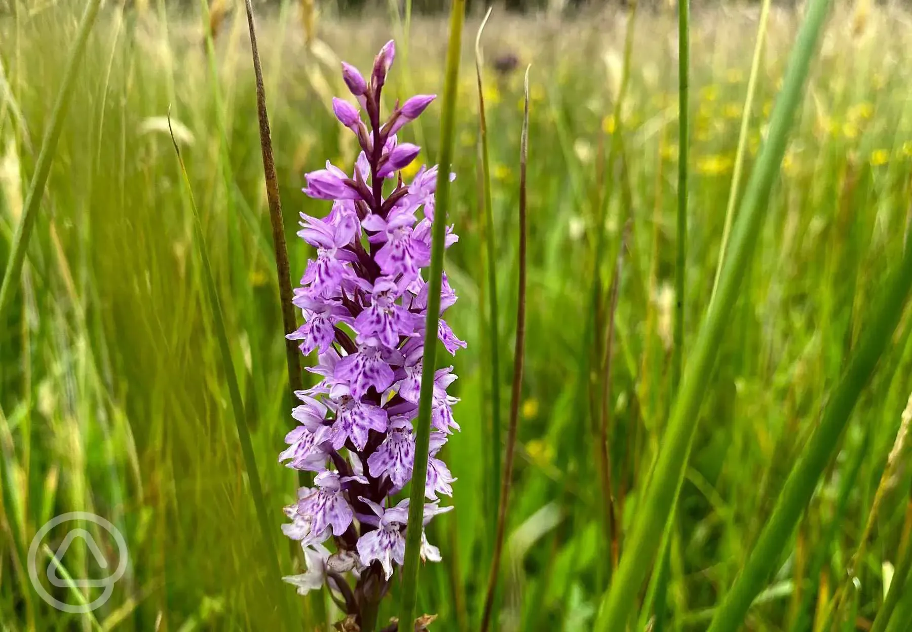 Wildflowers