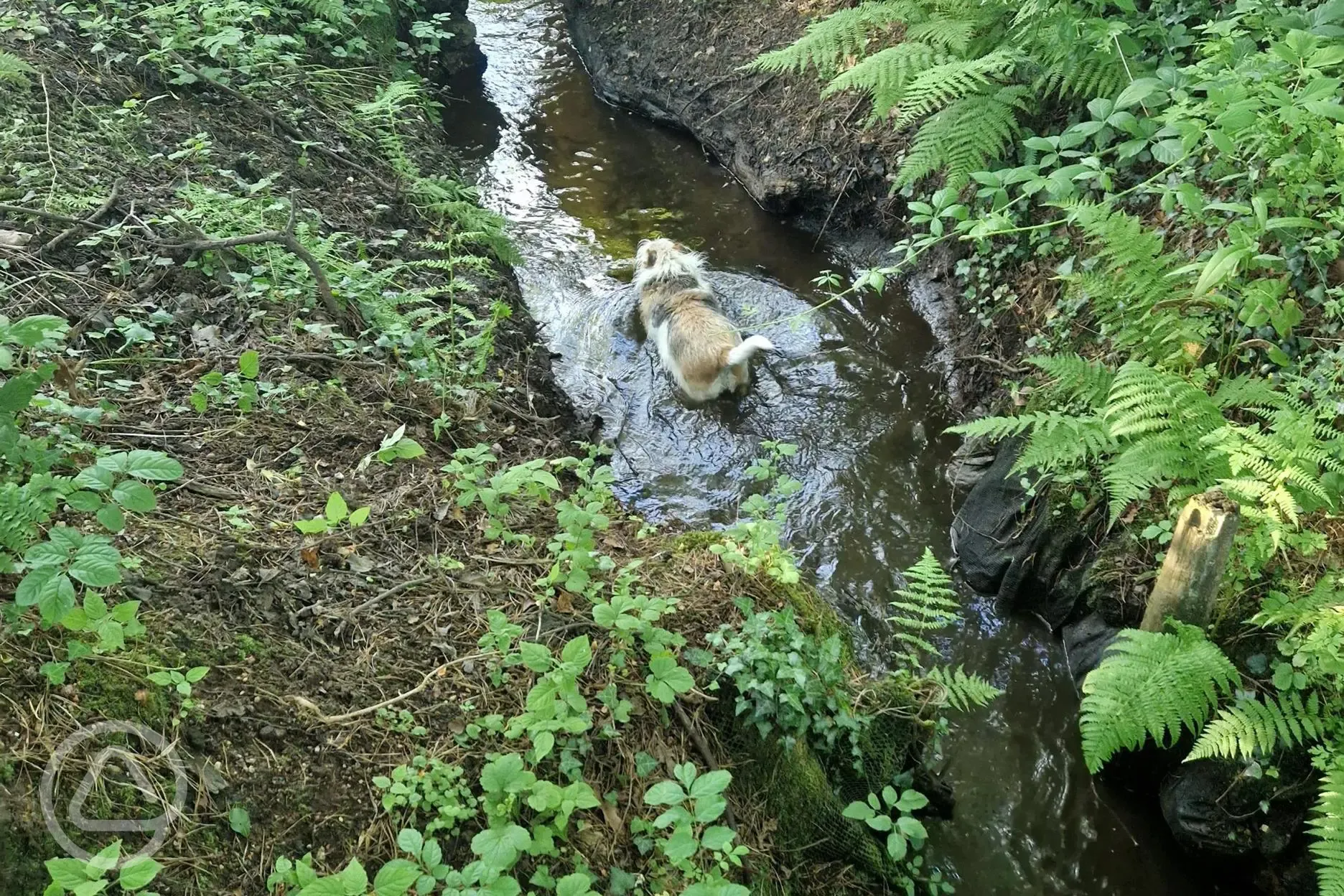 Dog walkers: why ditching the rat race is no walk in the park